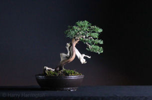 juniper sabina bonsai